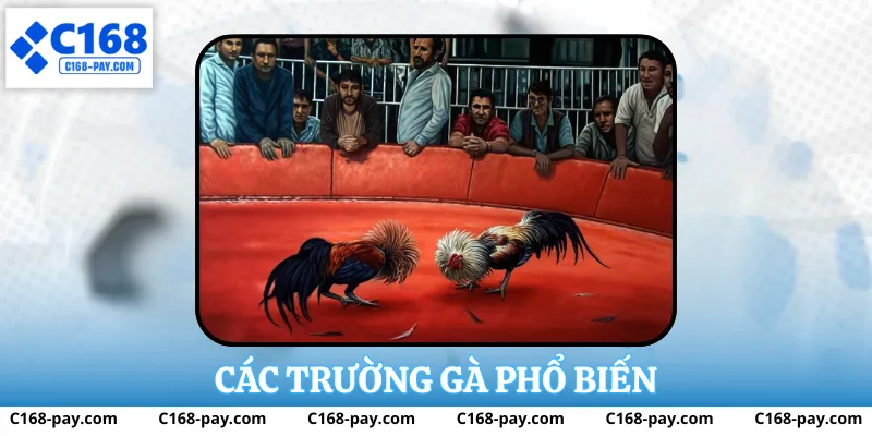 Các trường gà phổ biến